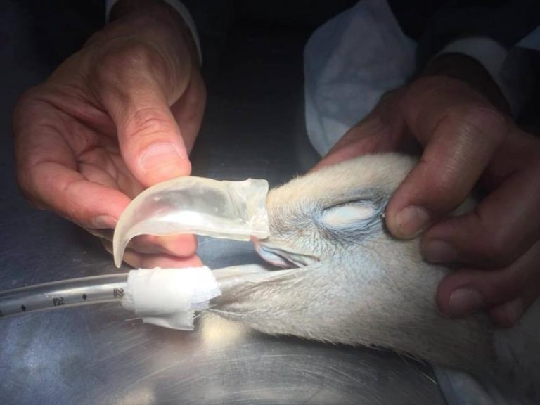 El Zoobotánico recupera un ejemplar de buitre leonado con la implantación de un pico superior artificial