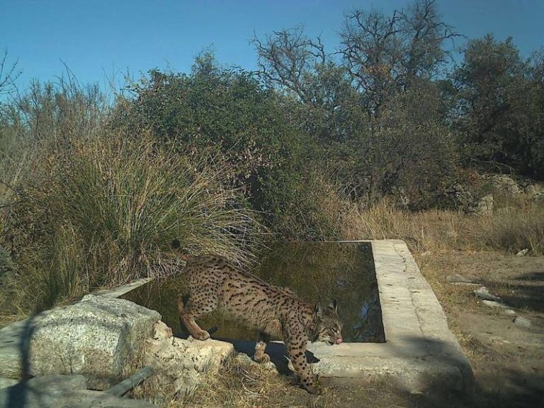 El lince ‘Mosto’ alcanza su plenitud física en los Montes de Toledo