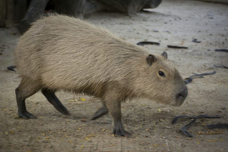El Zoobotánico incorpora un macho de capibara, el mayor roedor del mundo