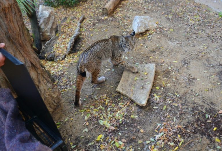 El Zoo recibe a un macho de lince ibérico desde el Centro de Cría de Silves en Portugal