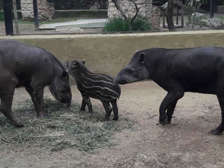 El nuevo tapir del Zoo se adapta a la vida en familia en las instalaciones del parque