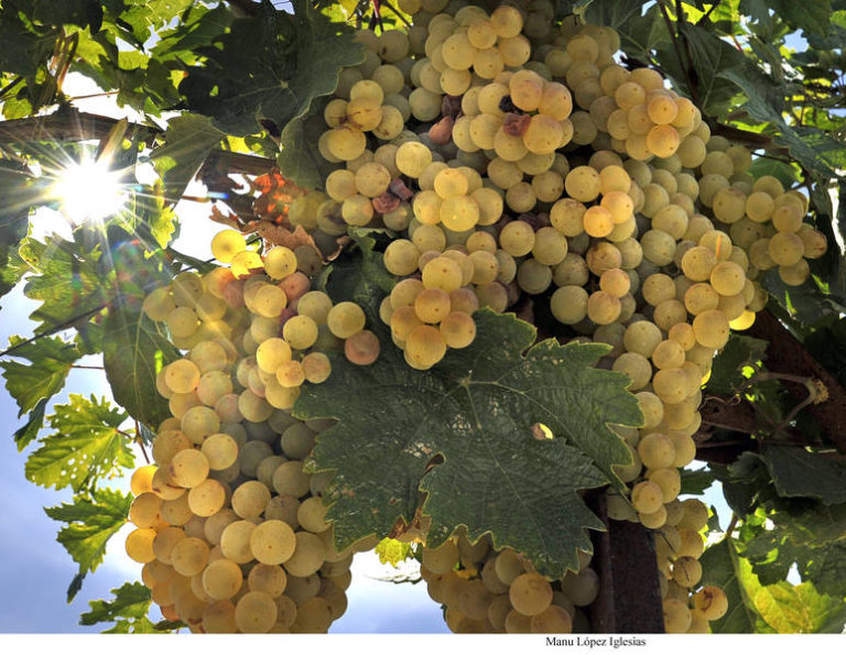 La Ruta del Vino y Brandy del Marco aborda los IV Premios Rutas del Vino de España