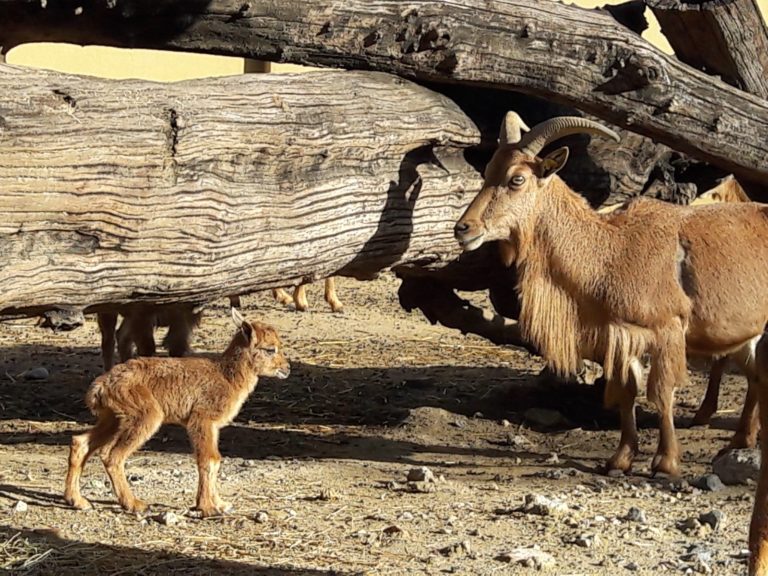 El Zoo recibe nuevas crías de liebre de la Patagonia, chajá y muflón