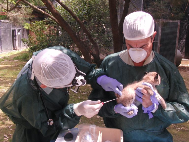 Los cachorros de lince nacidos recientemente en el Zoo superan  su primer chequeo