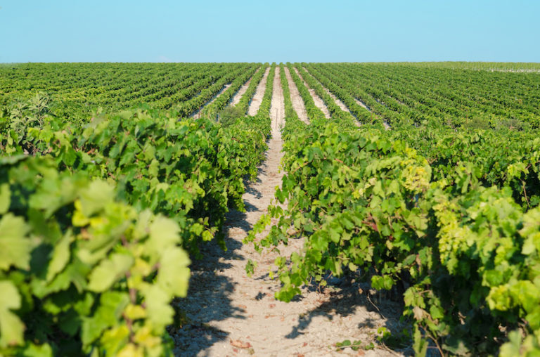 Pagos del Sherry, propuesta de enoturismo entre viñedos del Marco de Jerez, aúna sector público y privado.