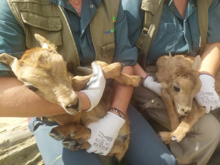 El Zoobotánico acoge los nacimientos de  dos muflones del Atlas y la cuarta gacela dorcas