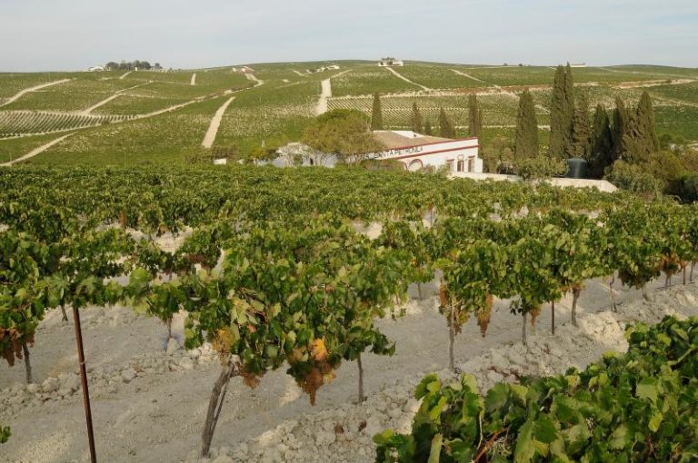 El Gobierno local subraya la mejora de la flexibilización de las medidas del Programa de Apoyo al Sector del Vino de España