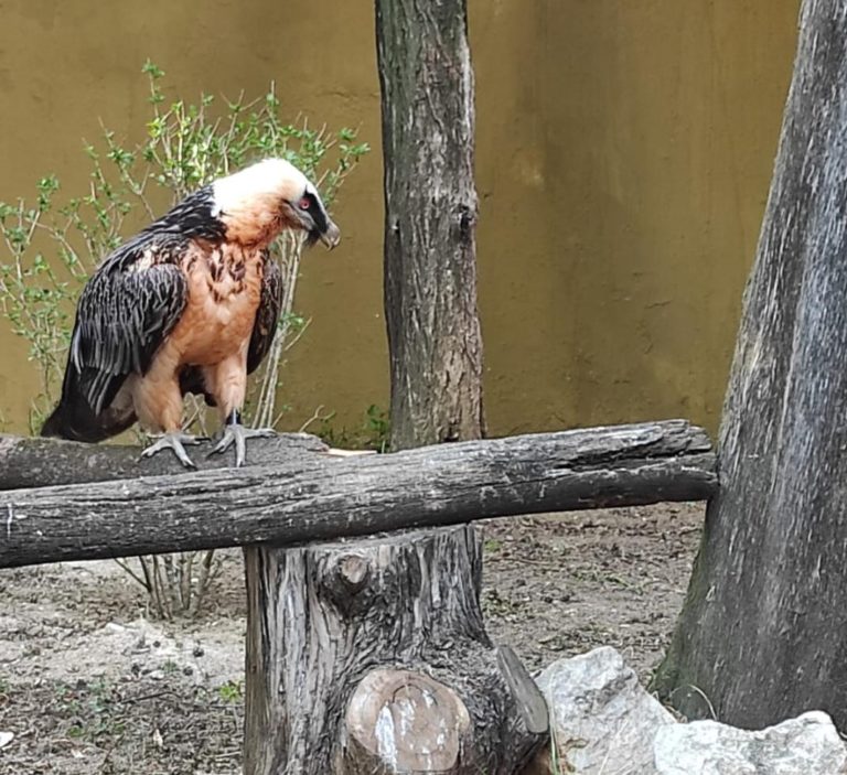 El Zoobotánico recibe una pareja de quebrantahuesos reproductora