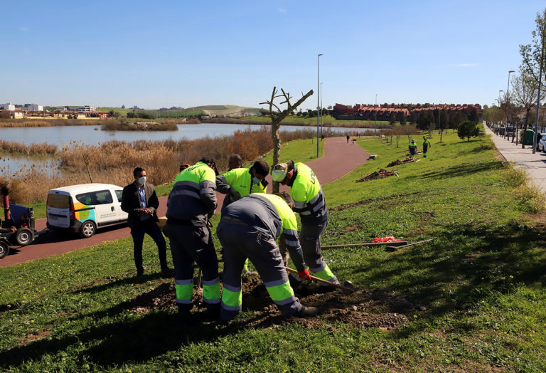 La VII campaña de arbolado avanza hacia su fase final con la plantación de 400 ejemplares￼