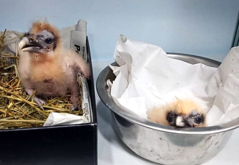 Nacen dos pollos de alimoche en el Zoo dentro del programa de cría en cautividad de esta especie amenazada