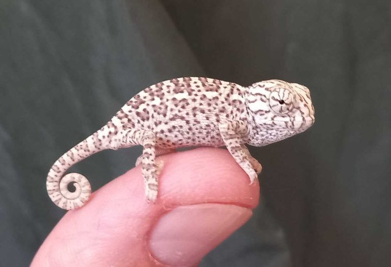Nacen en el Zoobotánico dos crías de camaleón tras diez meses de incubación artificial
